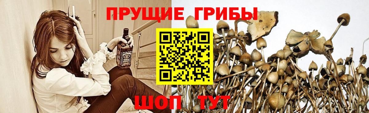 Галлюциногенные грибы прущие грибы Ижевск
